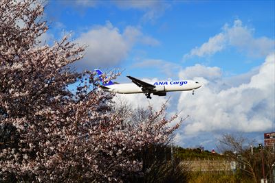 1010_成田市さくらの山_千葉