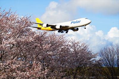成田市さくらの山_千葉