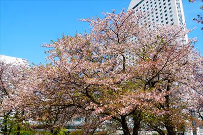 1150_なとみらい_神奈川
