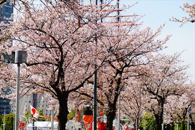 1151_なとみらい_神奈川