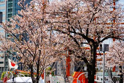 1152_なとみらい_神奈川