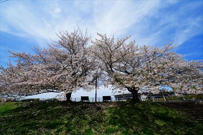 1082_新横浜公園_神奈川