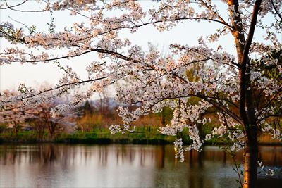 1170_浪岡湿生花園_青森