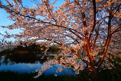 1175_浪岡湿生花園_青森