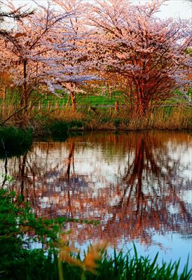 1176_浪岡湿生花園_青森