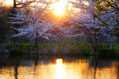 1177_浪岡湿生花園_青森