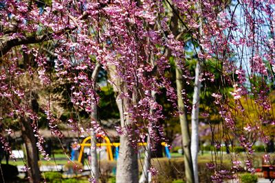 黒石東公園さくら山_青森