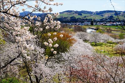 1038_黒石東公園さくら山_青森