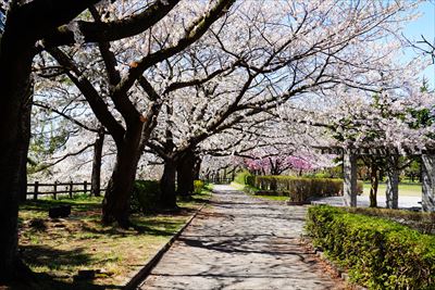 1039_黒石東公園さくら山_青森