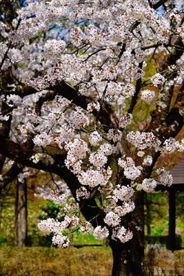 1040_黒石東公園さくら山_青森