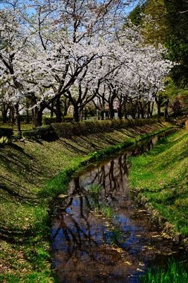 1041_黒石東公園さくら山_青森