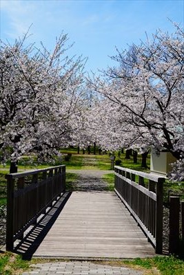 1042_黒石東公園さくら山_青森