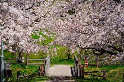 1043_黒石東公園さくら山_青森