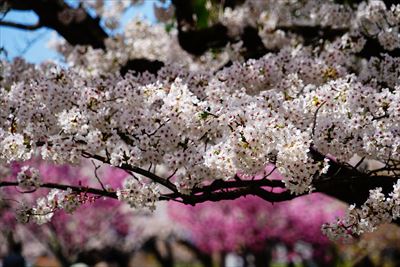 1044_黒石東公園さくら山_青森