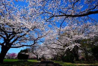 1045_黒石東公園さくら山_青森