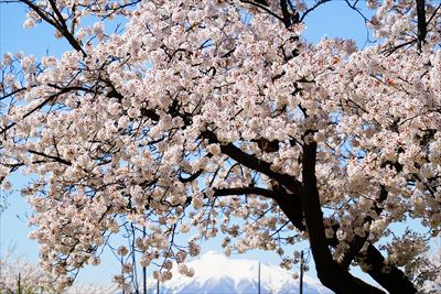 黒石東公園さくら山_青森
