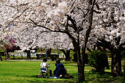1047_黒石東公園さくら山_青森