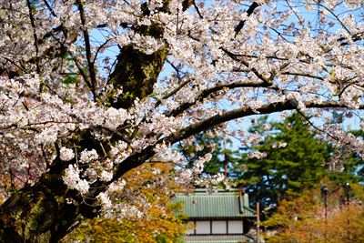 1170_弘前公園_青森