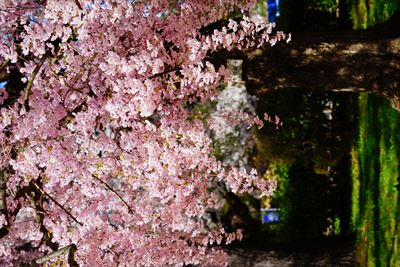 1172_弘前公園_青森