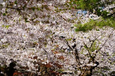 1173_弘前公園_青森