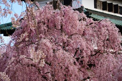 1175_弘前公園_青森
