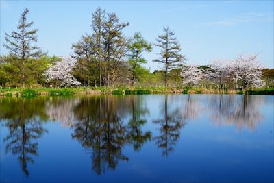 1187_浪岡湿生花園_青森