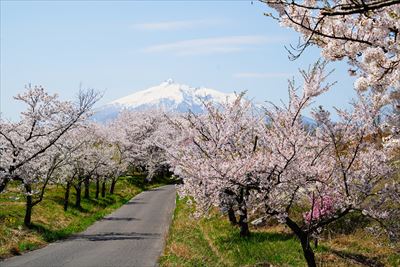 1036_鶴田町間山桜並木_青森