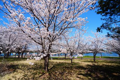 1025_鶴の舞橋_青森