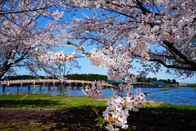 1026_鶴の舞橋_青森