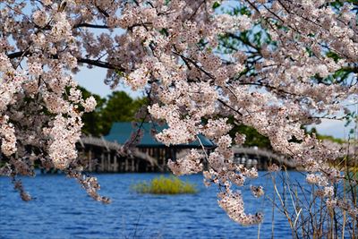 鶴の舞橋_青森