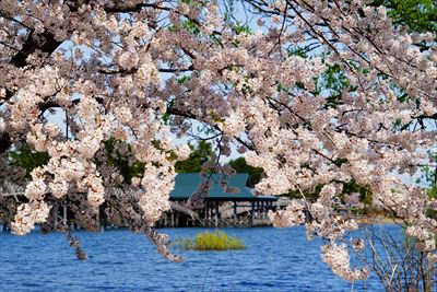1029_鶴の舞橋_青森