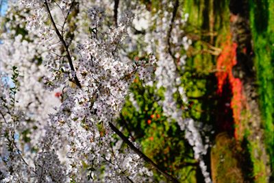 1188_芦野公園_青森