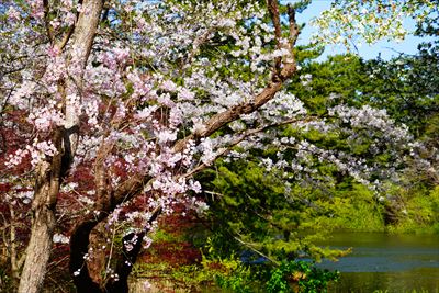 1189_芦野公園_青森