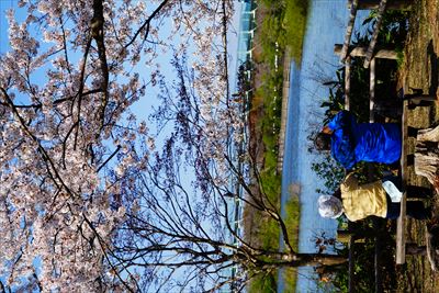 1190_芦野公園_青森