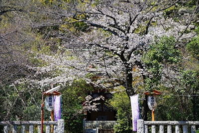 1129_芝東照宮_東京