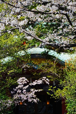 1130_芝東照宮_東京