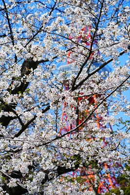 1131_芝公園_東京