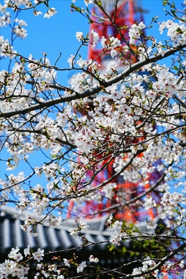 1134_増上寺_東京