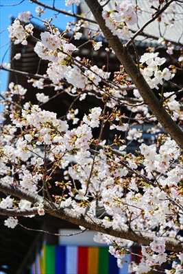 1135_増上寺_東京