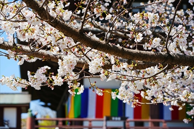 1136_増上寺_東京