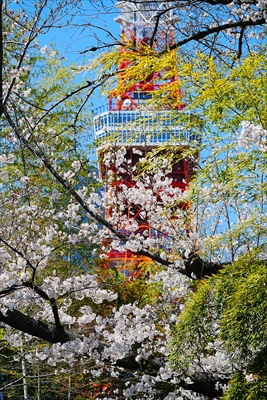 1137_増上寺_東京