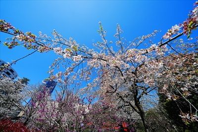芝公園_東京