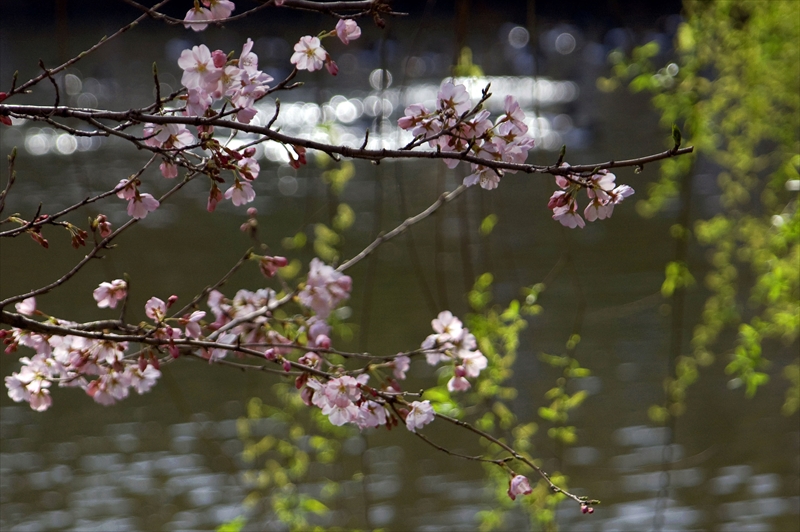 1001_三ッ池公園_神奈川