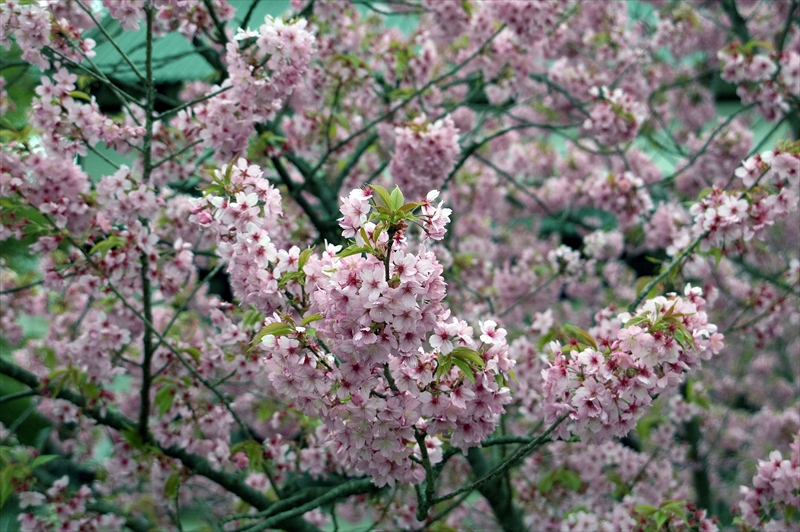 1002_弘前公園_青森