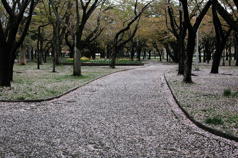 1057_青森市合浦公園_青森