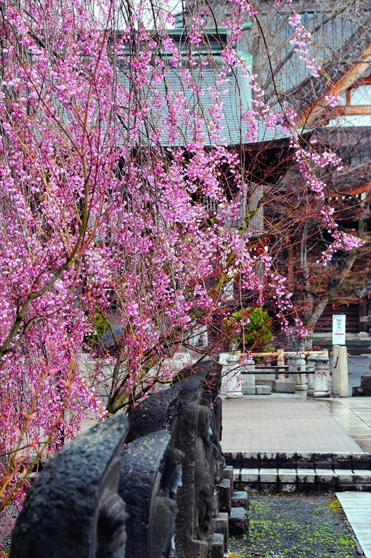 1063_弘前市最勝院_青森