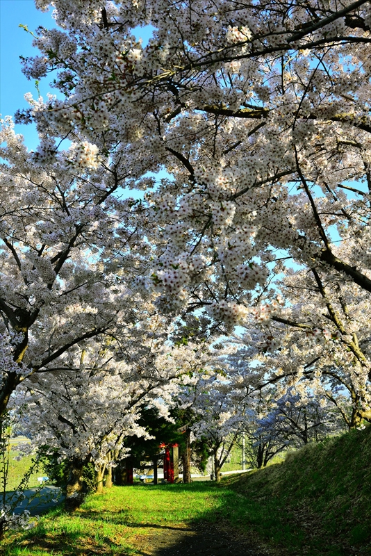 1048_平川市金屋上早稲田_青森
