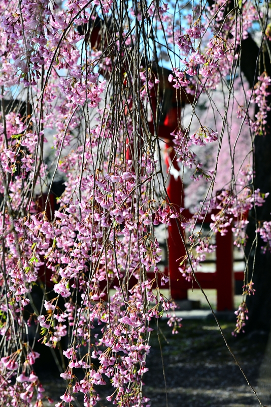 1015_猿賀公園_青森