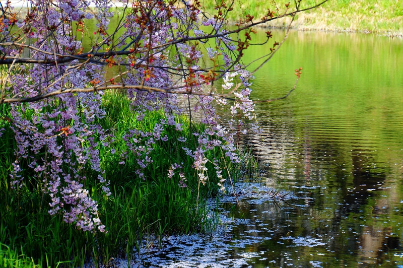 1200_弘前公園_青森