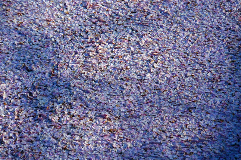 1202_弘前公園_青森